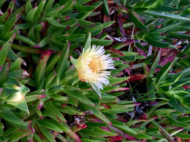 succulent-flower